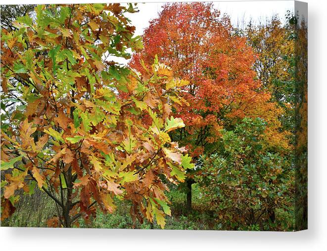 Veteran's Acres Canvas Print featuring the photograph Fall Color Sugar Maple and Oak in Veteran's Acres by Ray Mathis