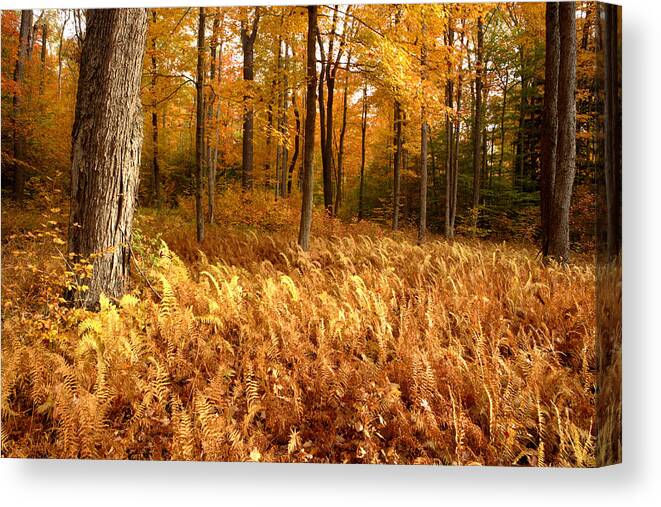 New York Canvas Print featuring the photograph Fall Ferns by Eric Foltz
