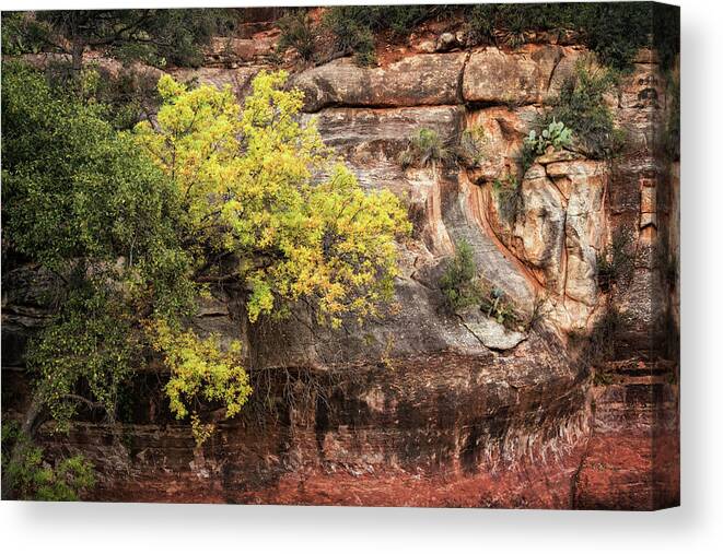 Arizona Canvas Print featuring the photograph Fall In The Red Rocks by Saija Lehtonen