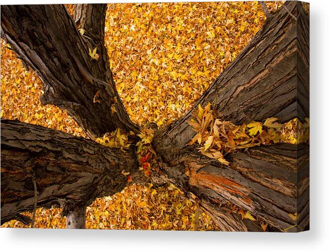 Maple Canvas Print featuring the photograph Fall by James BO Insogna