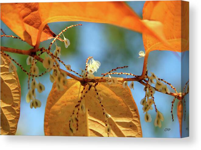 Fall Canvas Print featuring the photograph Fall Jewels by Becca Wilcox