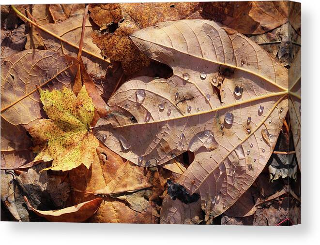Fall Canvas Print featuring the photograph Fall Leaves and Dew 9 2017 by Mary Bedy