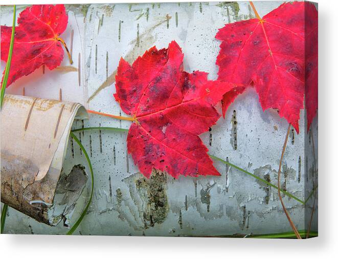 Maple Leaves Canvas Print featuring the photograph Fall Leaves on Birch by Nancy Dunivin