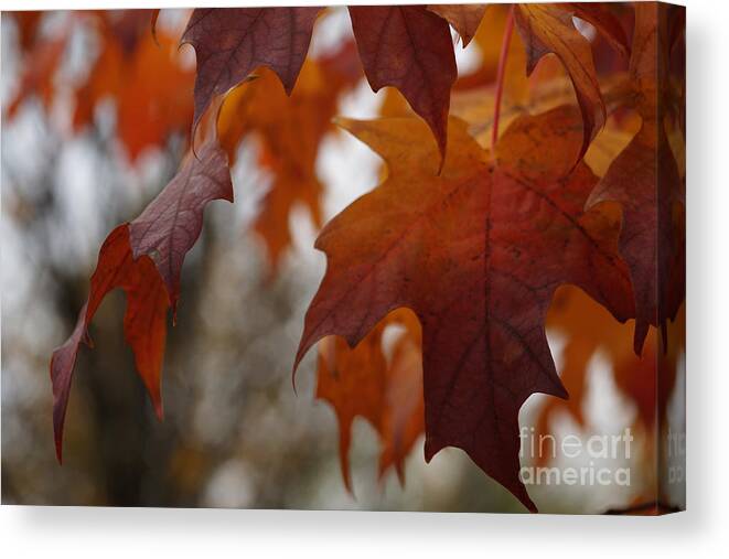 Autumn Canvas Print featuring the photograph Fall by Linda Shafer