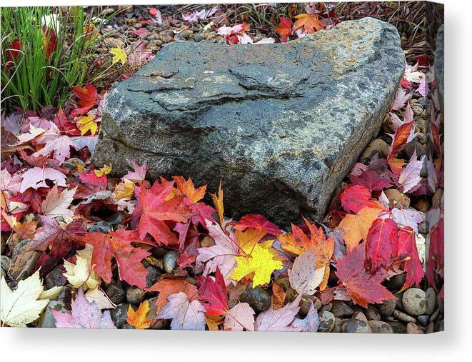Maple Canvas Print featuring the photograph Fall Maple Leaves by Rock in Garden Backyard by David Gn