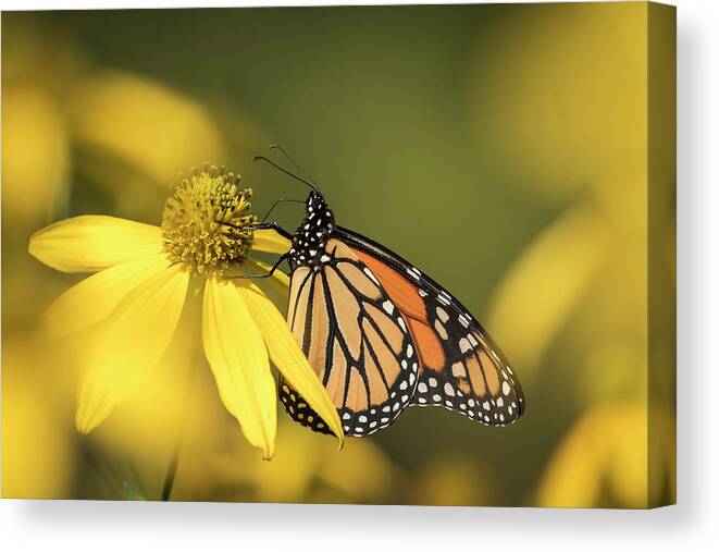 Monarch Butterfly Canvas Print featuring the photograph Fall Monarch 2016-5 by Thomas Young