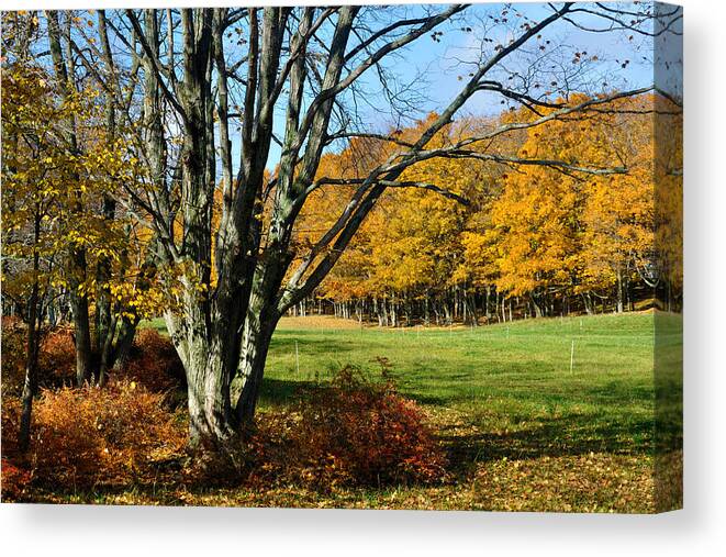 Trees Canvas Print featuring the photograph Fall Pasture by Tim Nyberg