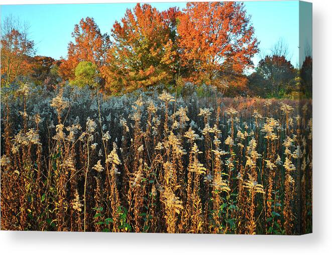 Illinois Canvas Print featuring the photograph Fall Prairie in Moraine Hills by Ray Mathis