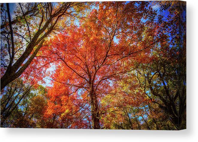 Landscape Canvas Print featuring the photograph Fall Red by Joe Shrader