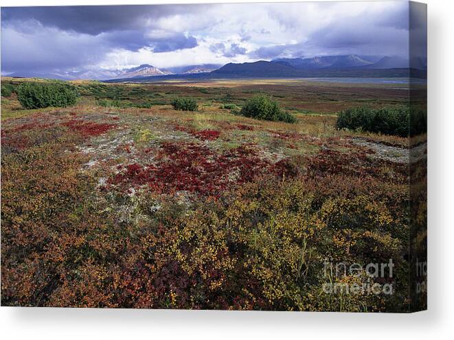 Alaska Range Canvas Print featuring the photograph Fall Season Tundra by John Hyde - Printscapes
