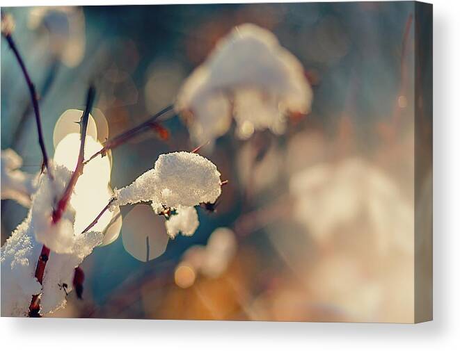 Dof Canvas Print featuring the photograph Fall Snow by Tonya Doughty