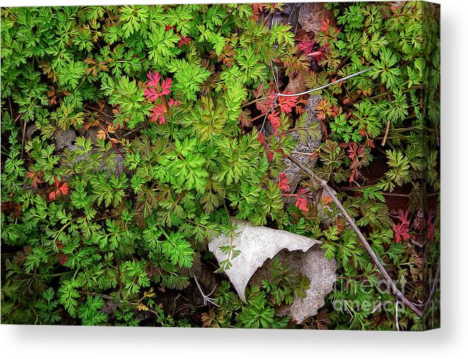 Leaves Canvas Print featuring the photograph Fallen #2 by Patti Schulze