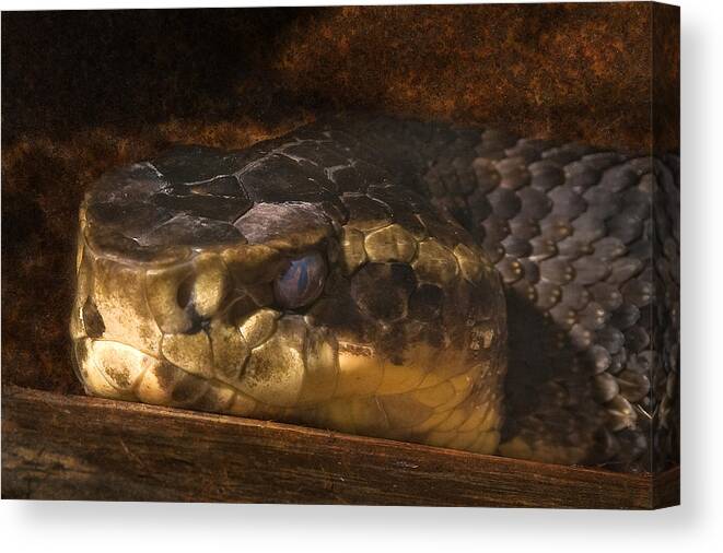 Snake Canvas Print featuring the photograph Fang by Steven Richardson