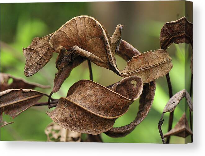Mp Canvas Print featuring the photograph Fantastic Leaf-tail Gecko Uroplatus by Thomas Marent