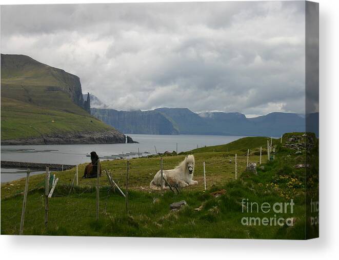 Scenery Canvas Print featuring the photograph Faroe Islands Horses by Susanne Baumann