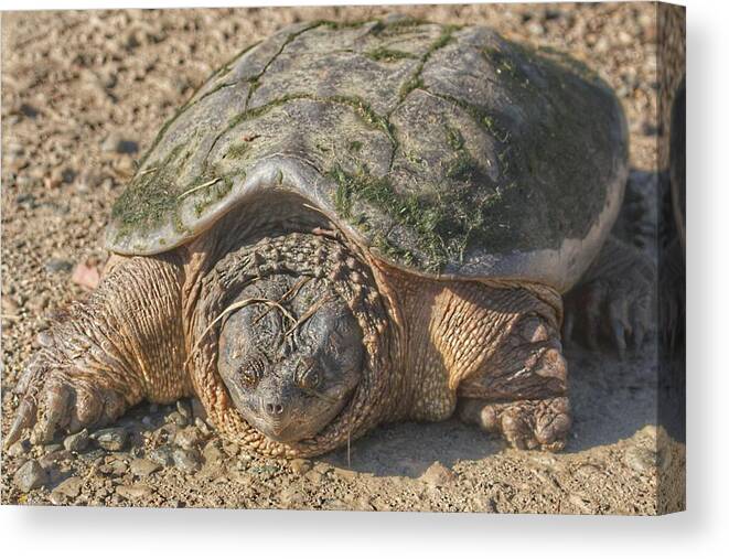 Turtle Canvas Print featuring the photograph 1013 - Fargo Road Turtle by Sheryl L Sutter