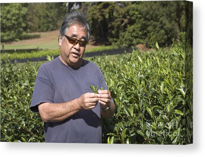 Farm Manager Canvas Print featuring the photograph Farm Manager With Tea by Inga Spence