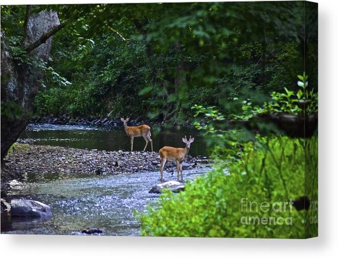 Deer Canvas Print featuring the photograph Fascinated by Tracy Rice Frame Of Mind