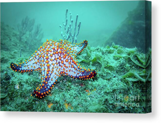 Coral Reef Canvas Print featuring the photograph Fat Sea Star by Becqi Sherman