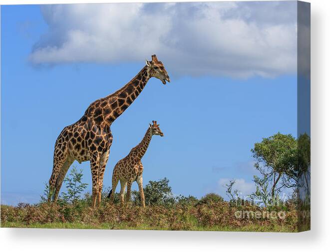 Giraffe Canvas Print featuring the photograph Father and Son Giraffe by Jennifer Ludlum