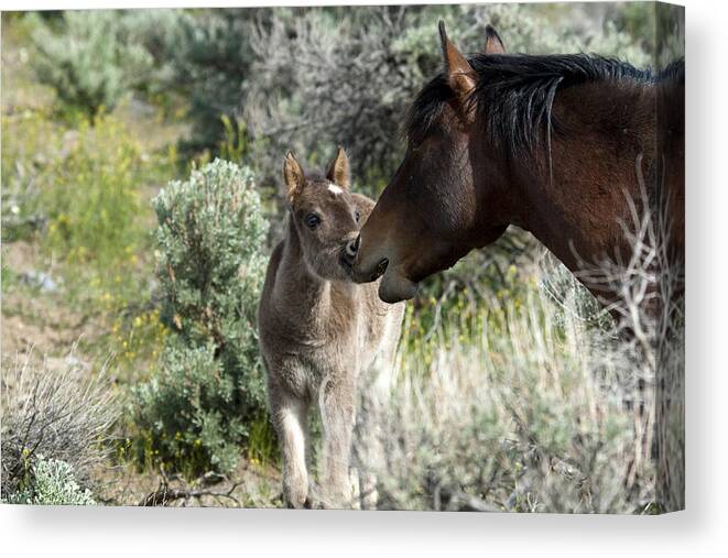 Horses Canvas Print featuring the photograph Father and Son talking story. by Waterdancer 