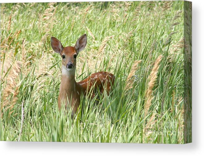Fawn In The Tall Grass Canvas Print featuring the photograph Fawn in the Tall Grass by E B Schmidt