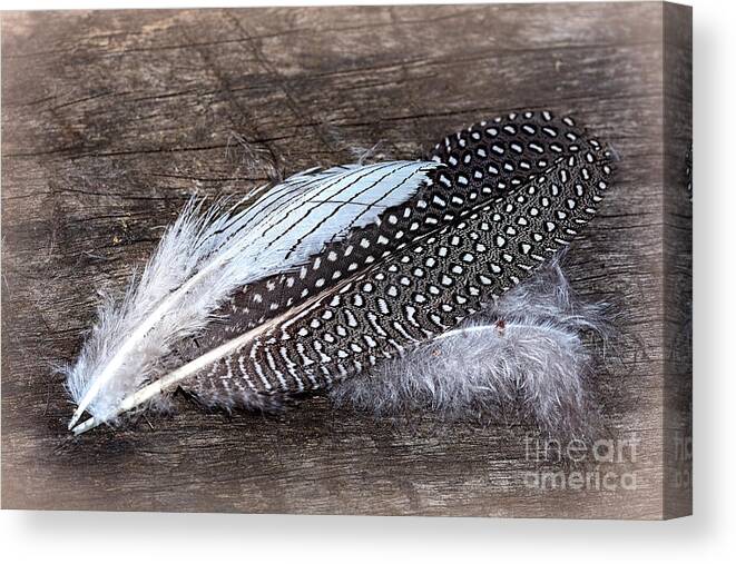 Feather Art Canvas Print featuring the photograph Feather Art by Kaye Menner by Kaye Menner