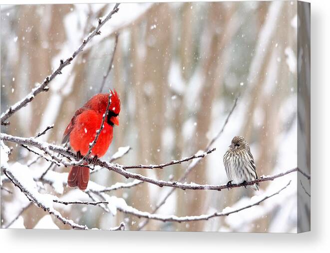 Birds Canvas Print featuring the photograph Feathered Friends by Trina Ansel