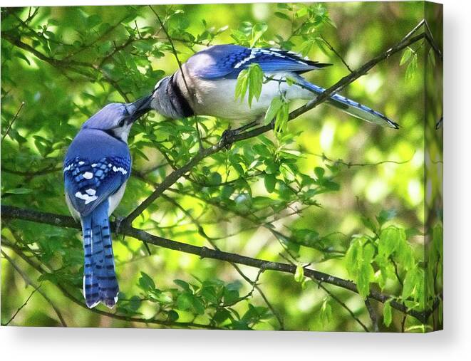 Wildlife Canvas Print featuring the photograph Feed Me Part 1 by John Benedict