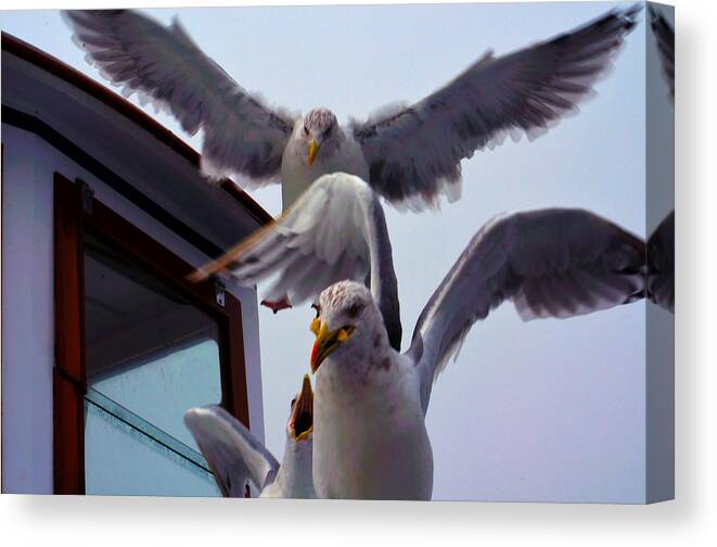 Seagulls Canvas Print featuring the photograph Feeding Frenzy by Richard Ortolano