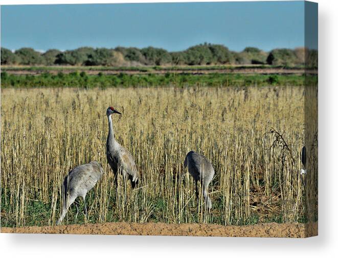 Sandhill Cranes Canvas Print featuring the pyrography Feeding Greater Sandhill Cranes by Daniel Hebard