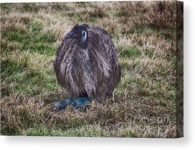 Emu. Emus Canvas Print featuring the photograph Feeling Kinda Broody by Douglas Barnard