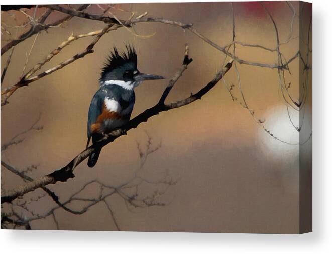 Belted Kingfisher Canvas Print featuring the digital art Female Belted Kingfisher by Ernest Echols