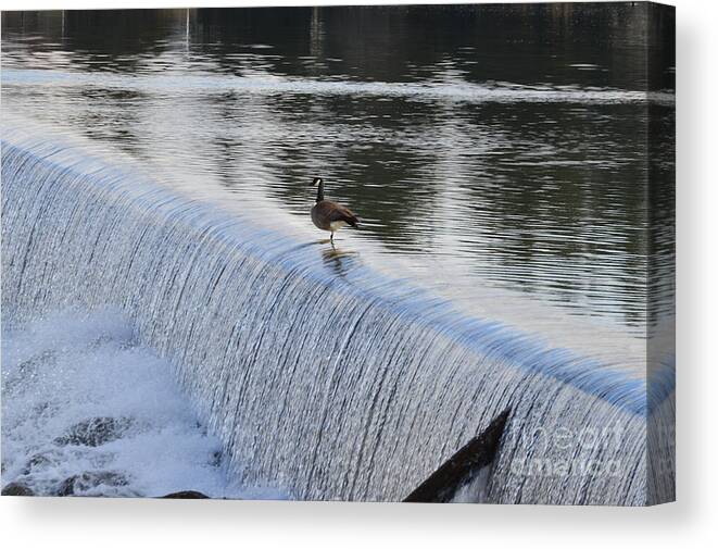 Geese Canvas Print featuring the photograph Female Geese 02 by Kip Vidrine
