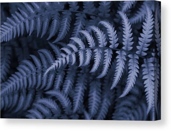 Fern In Blue Canvas Print featuring the photograph Fern in Blue by Rachel Cohen