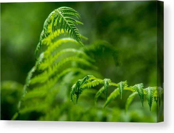 Fern Canvas Print featuring the photograph Fern Intersect by Chris Bordeleau