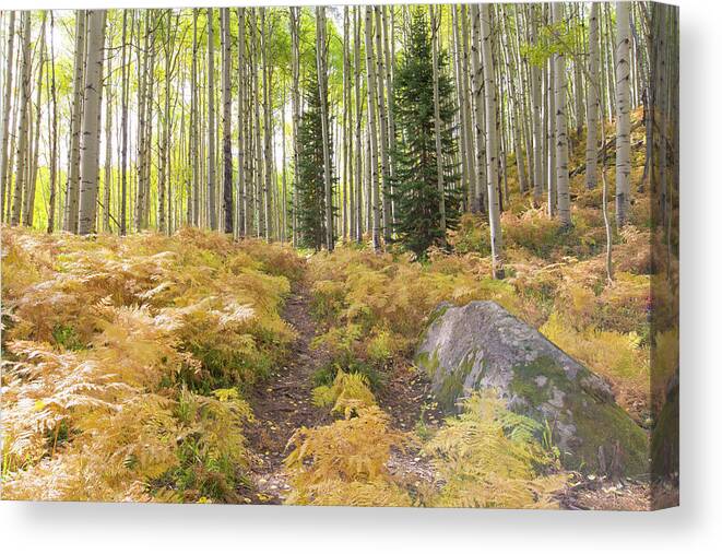 Ferns Canvas Print featuring the photograph Fern Path by Nancy Dunivin