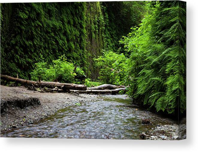 Fern Canyon Canvas Print featuring the photograph Ferns and Stream in Fern Canyon by Rick Pisio
