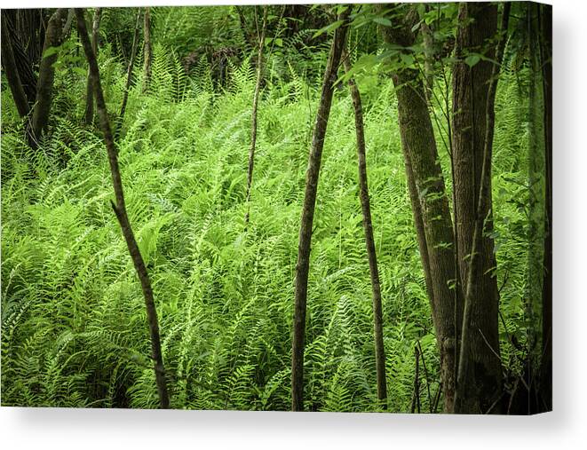 Crowley Museum And Nature Center Canvas Print featuring the photograph Ferns at Crowley by Richard Goldman