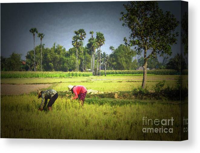 Cambodia Fields Harvest Workers Canvas Print featuring the photograph Field Cameo by Rick Bragan