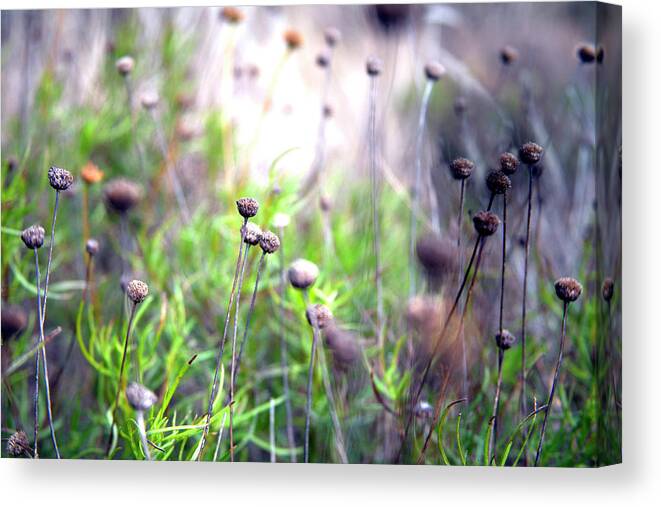 Flowers Canvas Print featuring the photograph Field Flowers by David Chasey