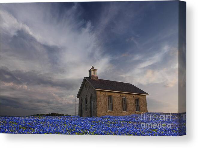 Blue Bonnets Canvas Print featuring the photograph Field of Blue Bonnets by Keith Kapple