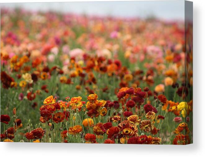 Honey Brown Ranunculus Canvas Print featuring the photograph Field of Burnt Orange and Honey Ranunculus by Colleen Cornelius