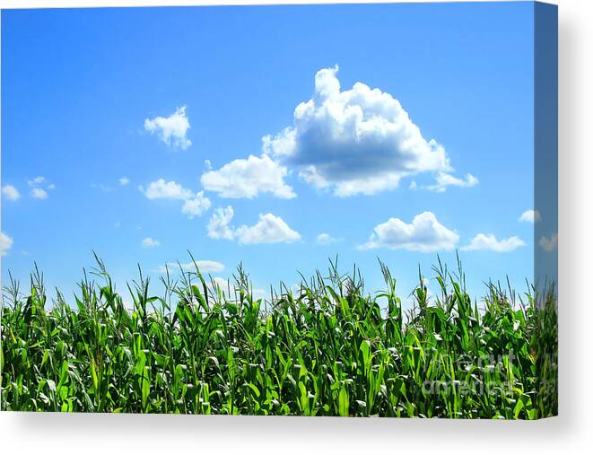 Agricultural Canvas Print featuring the digital art Field of corn in August by Sandra Cunningham