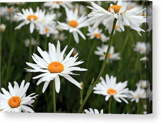 Fresh Canvas Print featuring the photograph Field of Daisies by Dorothy Cunningham