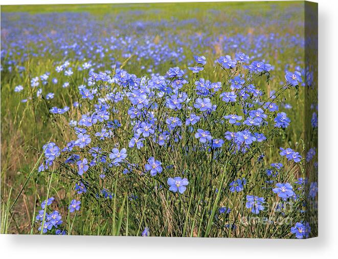 Blue Flax Canvas Print featuring the photograph Field of Flax by Jim Garrison