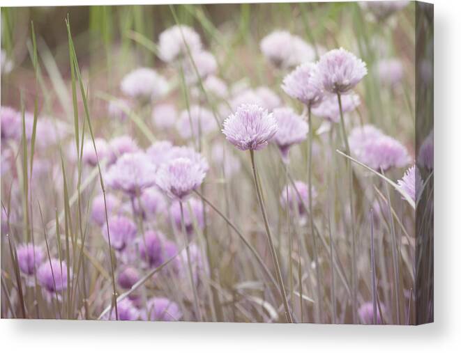 Nature Prints Canvas Print featuring the photograph Field of Flowers by Bonnie Bruno