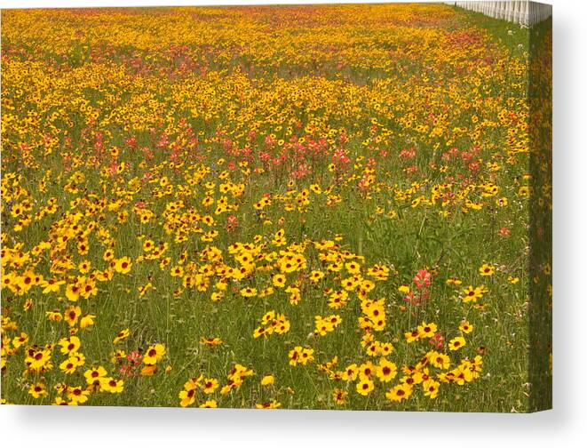Texas Hill Country Canvas Print featuring the photograph Field of Spring Wildflowers by Frank Madia