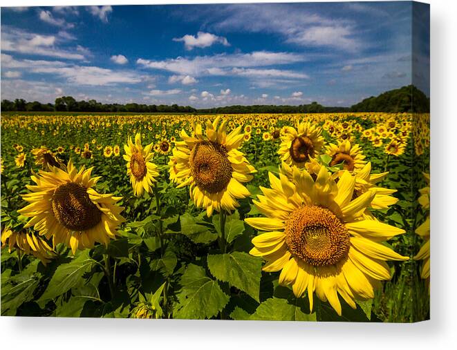 Blue Sky Canvas Print featuring the photograph Field of Sun by Ron Pate