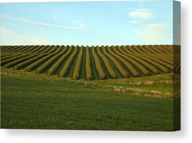 Summer Canvas Print featuring the photograph Field with patterns by Mike Santis